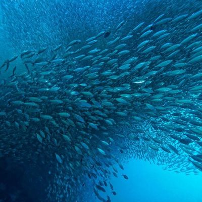 Un bon prix. Augmentation du rendement du pétrole marin: l'impact de la lipase dans les techniques modernes de bio-traitement en ligne