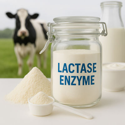 Un bon prix. Béta-galactosidase alimentaire pour l' intolérance aux produits laitiers Supplément d' enzyme sans produits laitiers pour une meilleure absorption digestive en ligne