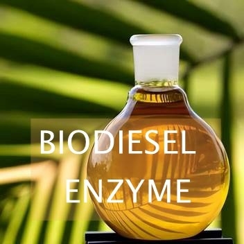 Un bon prix. Enzyme de lipase de réactions de transestérification pour la synthèse de biodiesel en ligne
