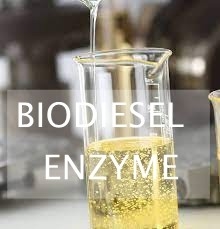 Un bon prix. Hydrolyse enzymatique de lipides de déchets pour la production de combustible organique utilisant des lipases en ligne