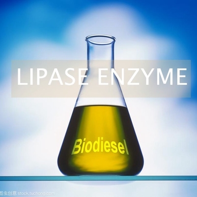 Un bon prix. Enzyme alternative de lipases de combustibles organiques dans la production pH 6,0 - 8,0 en ligne