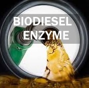 Un bon prix. MOQ 1kg Processus enzymatique écologique du biodiesel avec emballage 25kg/sac en ligne