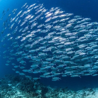 Un bon prix. Traitement enzymatique de l'huile marine écologique: lipase immobilisée Novozym 435 en biocatalyse en ligne