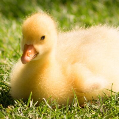 Un bon prix. Compatible avec les autres ingrédients des détergents Enzyme détergente CAS 37288-54-3 en ligne